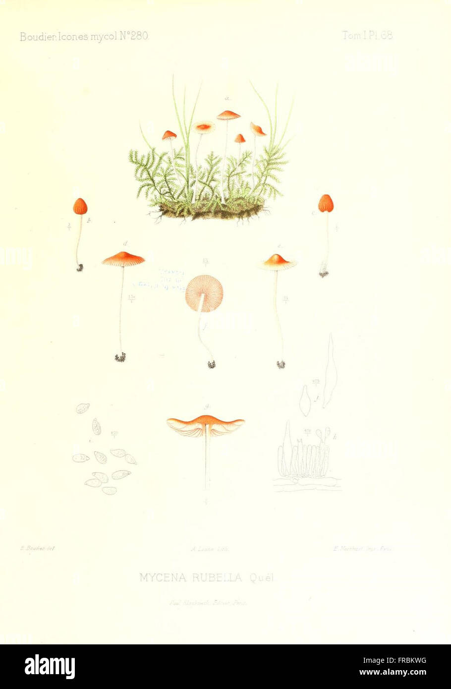 Icones mycologicC3A6, ou Iconographie des champignons de France principalement Discomycetes (Pl. 68) Stock Photo