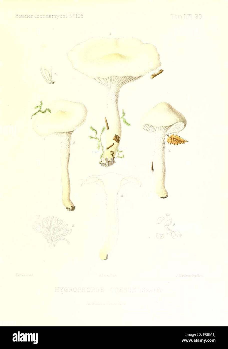 Icones mycologicC3A6, ou Iconographie des champignons de France principalement Discomycetes (Pl. 30) Stock Photo