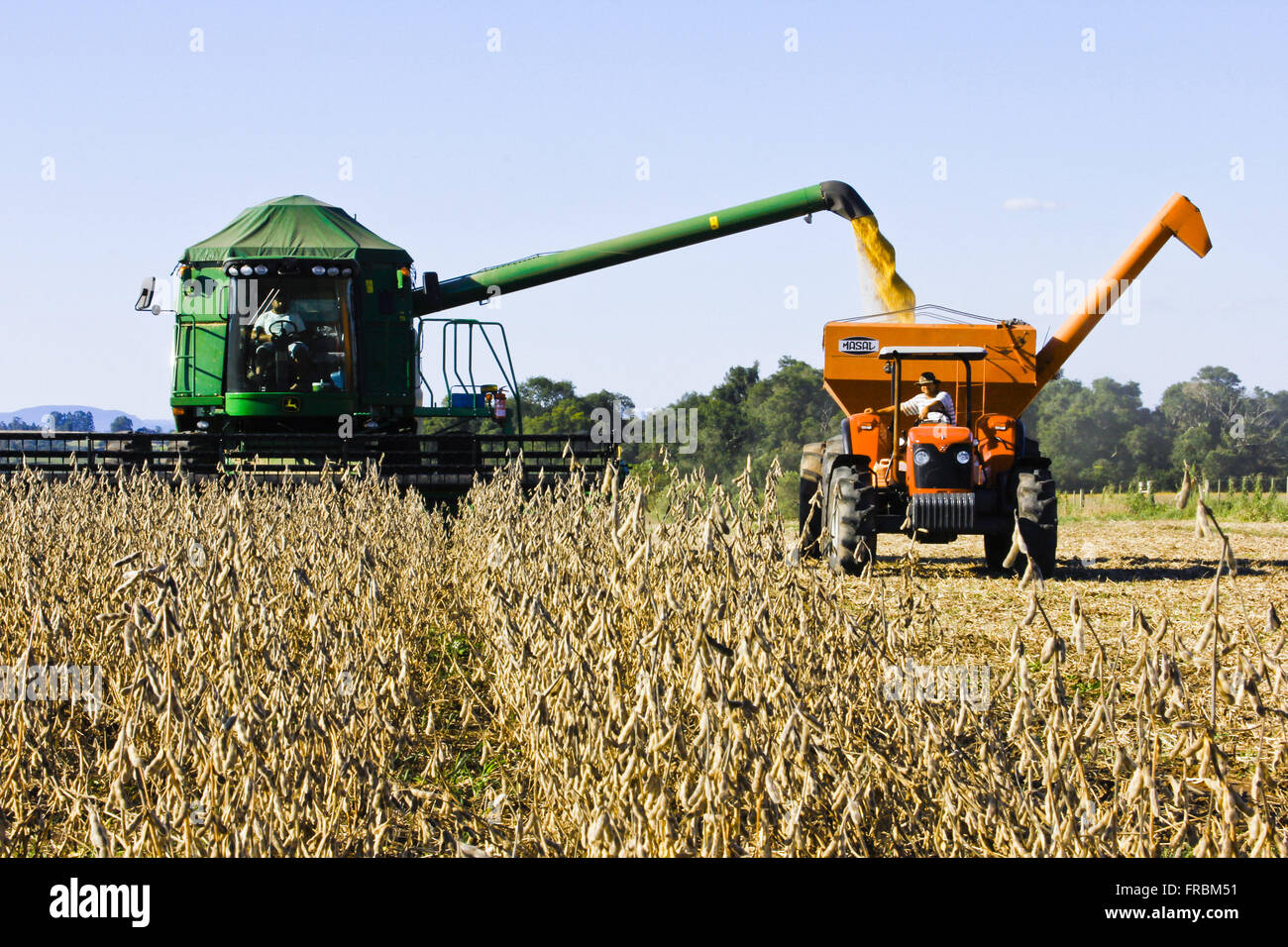 Mechanized harvesting soybean plantation in the countryside Santa