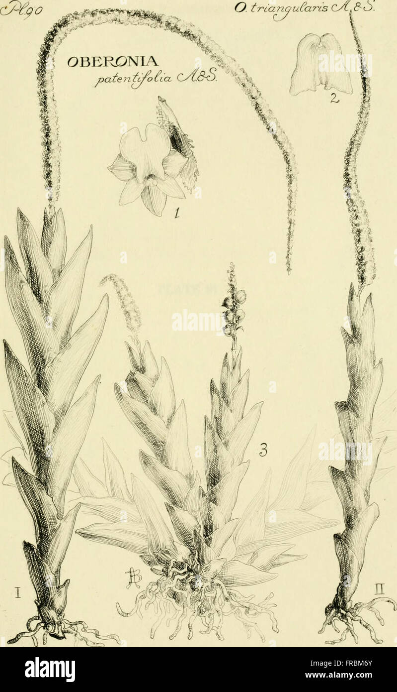 This 1905 publication offers detailed illustrations and studies of the ...