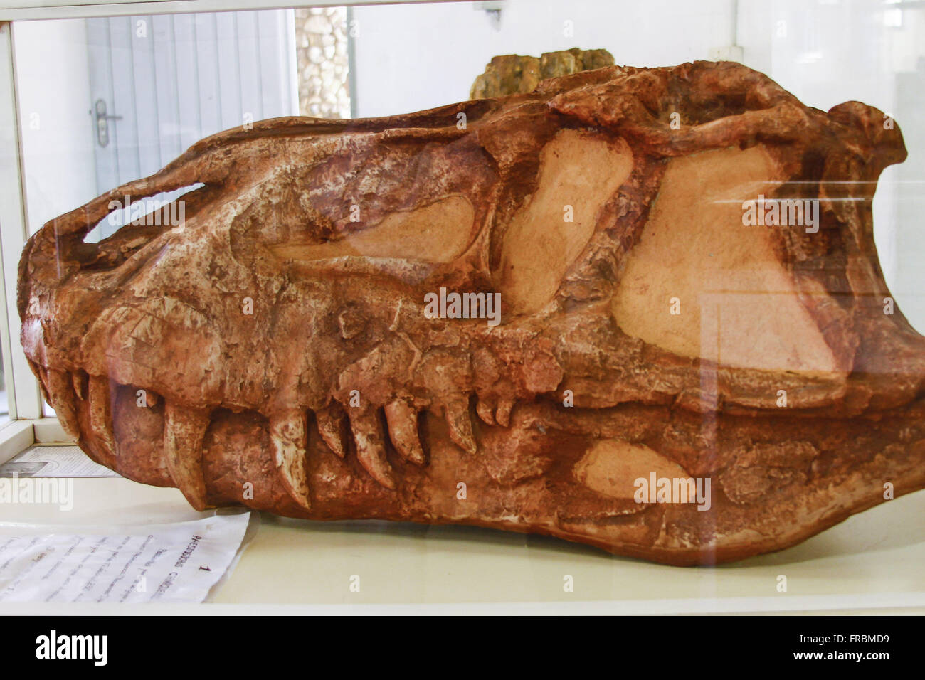 Exposed animals Fossil Museum on Father Daniel Cargnin Stock Photo
