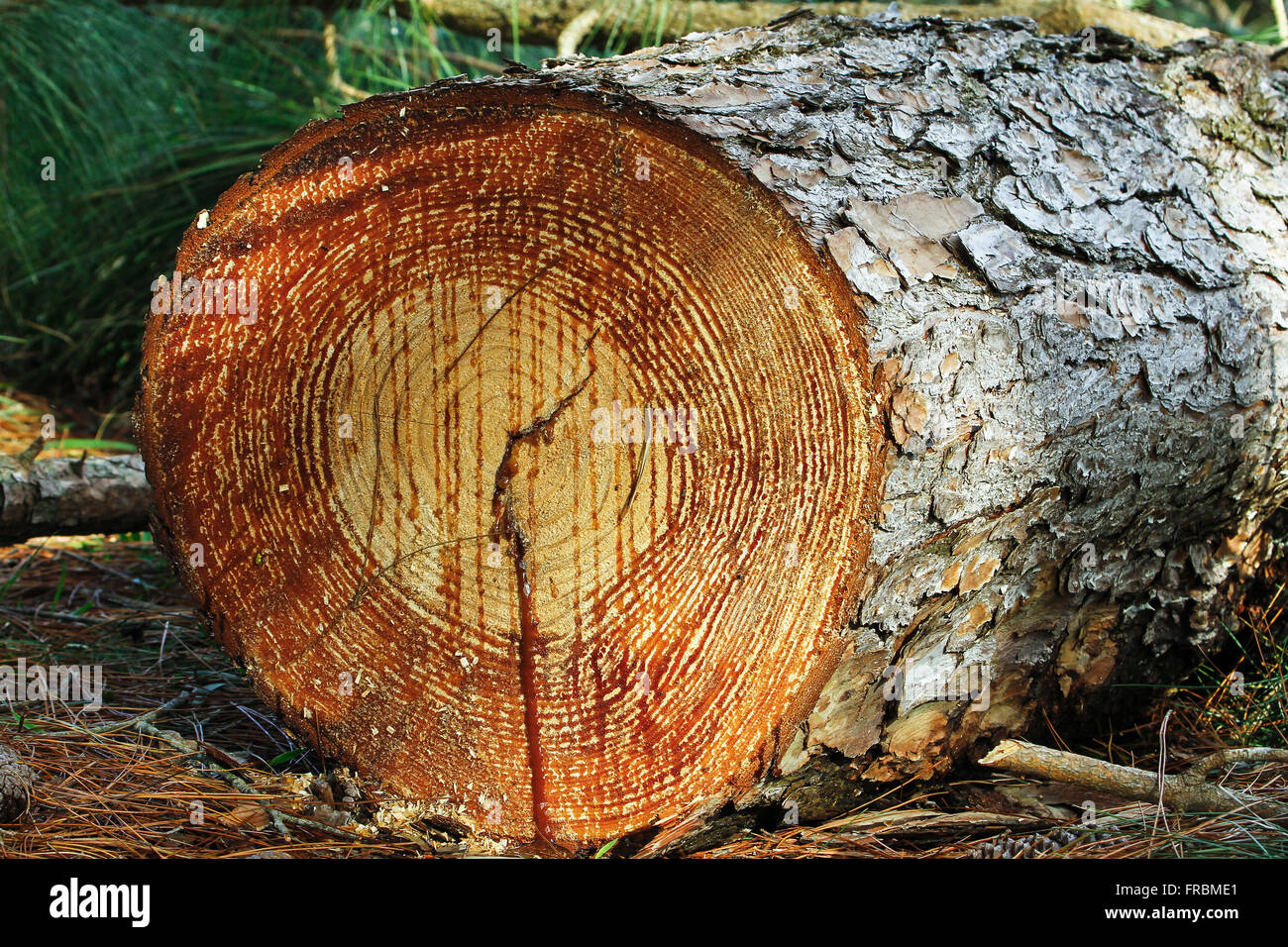 Tree trunk cross-sectional leaving the show their growth rings Stock Photo