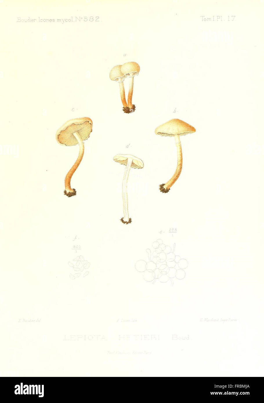 Icones mycologicC3A6, ou Iconographie des champignons de France principalement Discomycetes (Pl. 17) Stock Photo