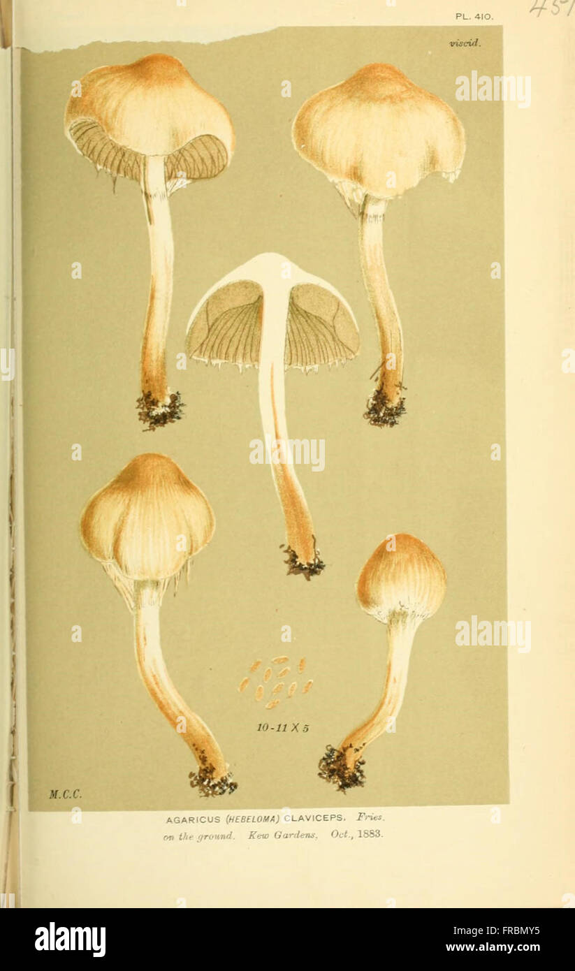 Illustrations of British Fungi (Hymenomycetes), to serve as an atlas to the  Handbook of British Fungi  (Pl. 451) Stock Photo