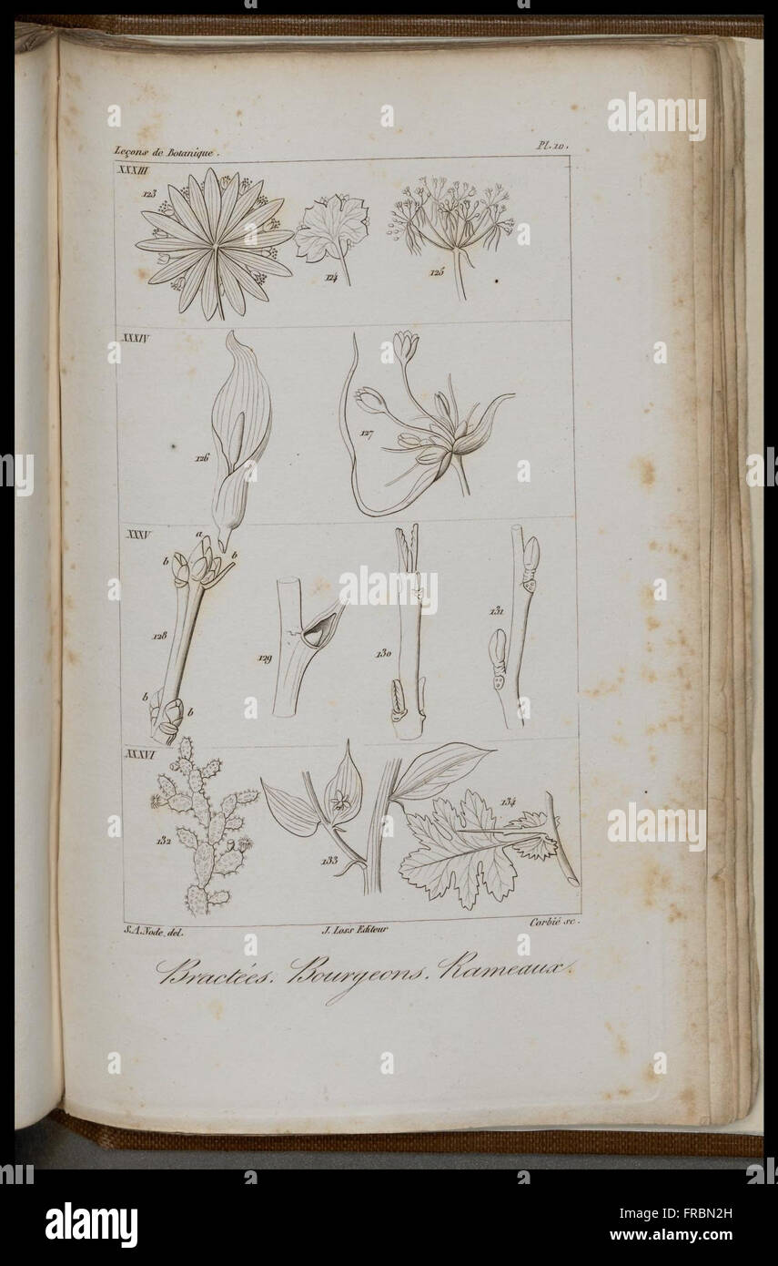1827 BOTANIQUE J B BALBIS FLORE LYONNAISE