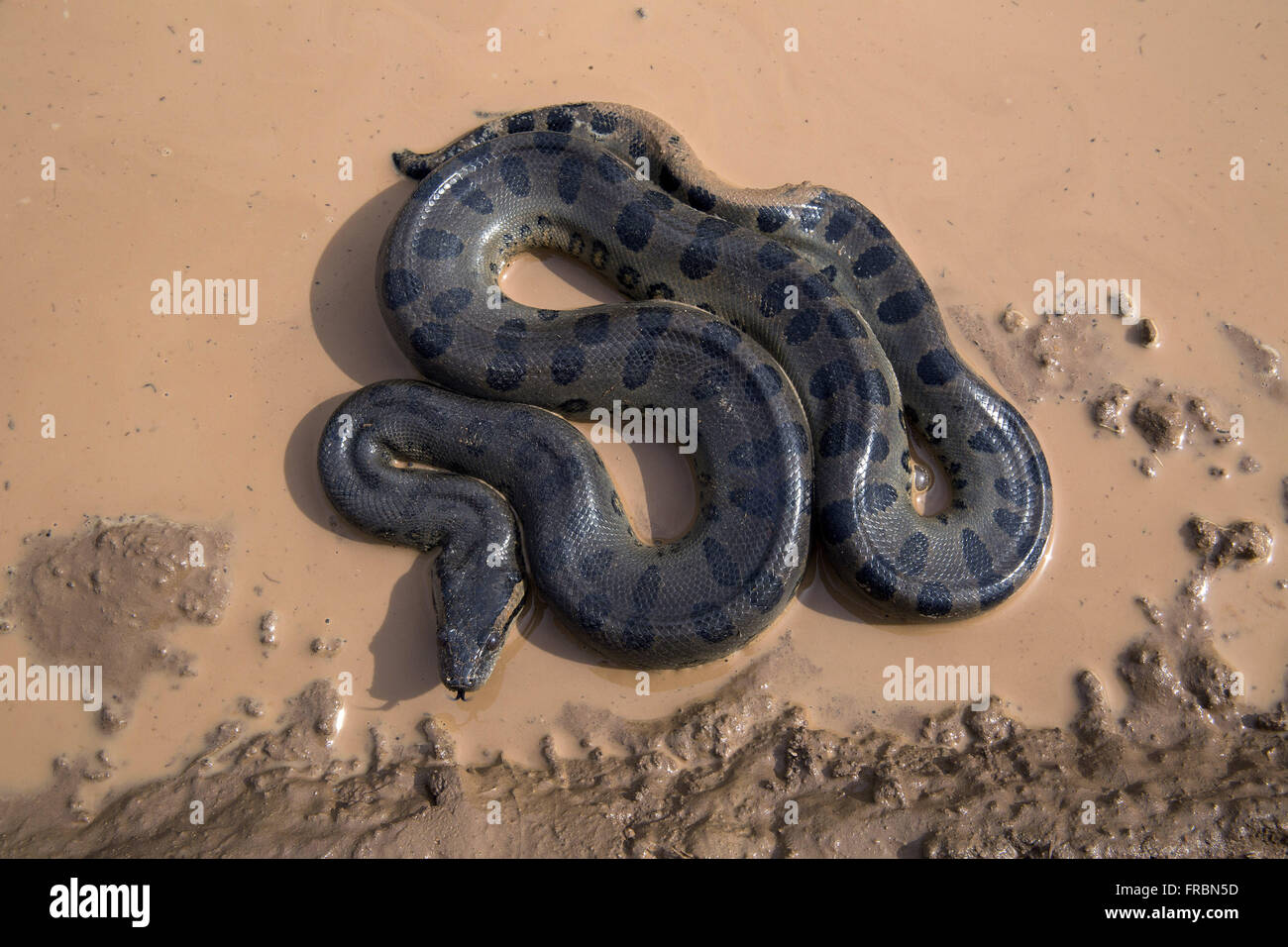 Sucuri preta hi-res stock photography and images - Alamy