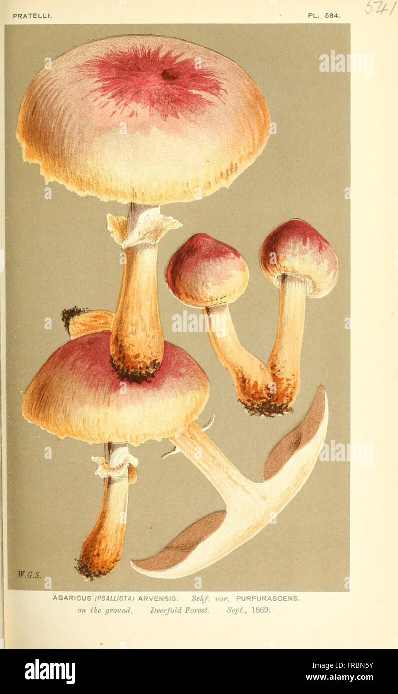 Illustrations of British Fungi (Hymenomycetes), to serve as an atlas to the  Handbook of British Fungi  (Pl. 541) Stock Photo