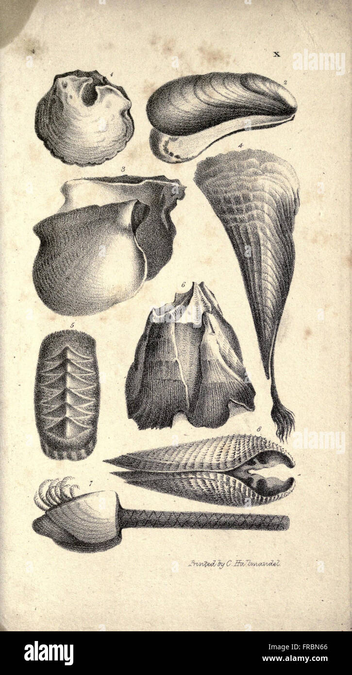 Lessons on shells (Plate X Stock Photo - Alamy
