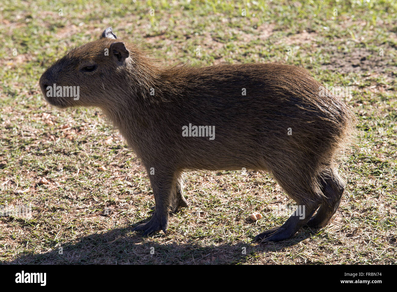 CAPIVARA: O ANIMAL MAIS LEGAL DE TODOS 