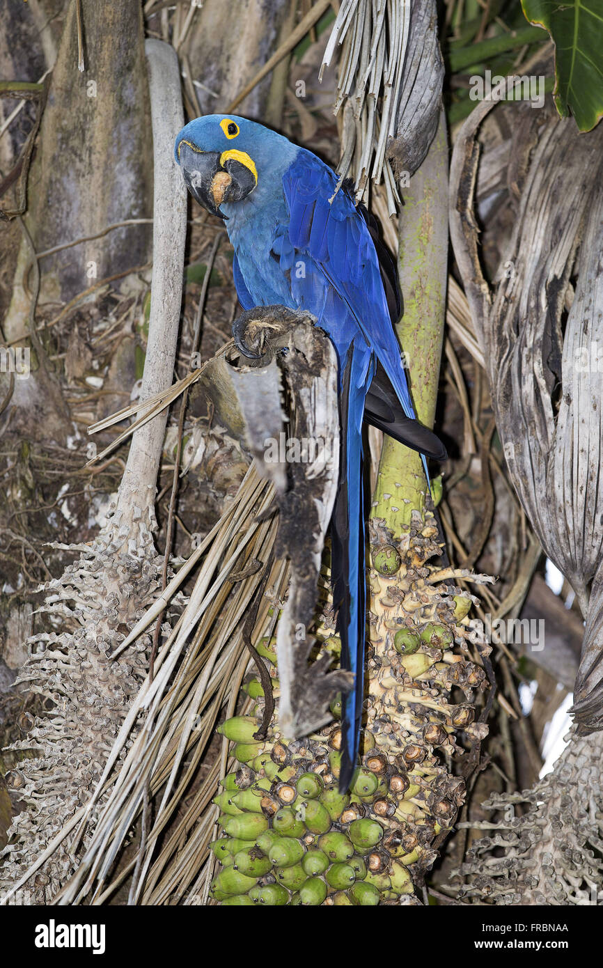 Arara-azul-grande comendo Stock Photo