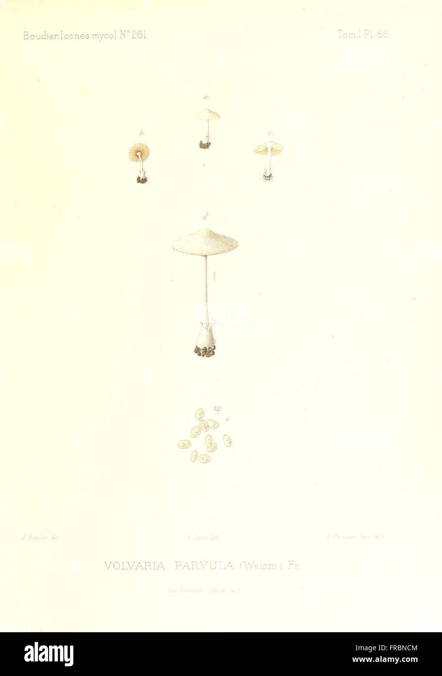 Icones mycologicC3A6, ou Iconographie des champignons de France principalement Discomycetes (Pl. 86) Stock Photo