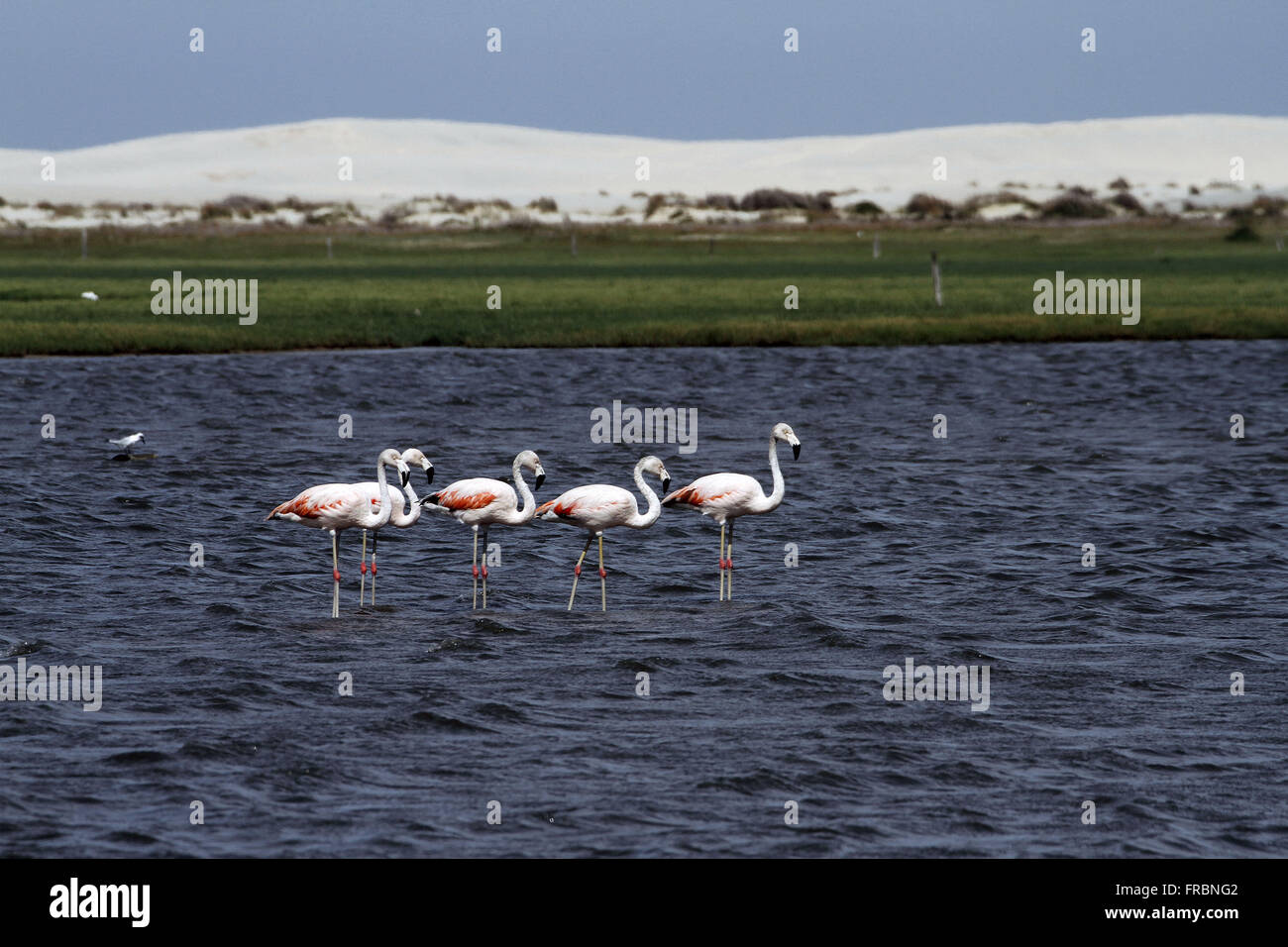 Flamingos in Lagoa do Peixe National Park Stock Photo