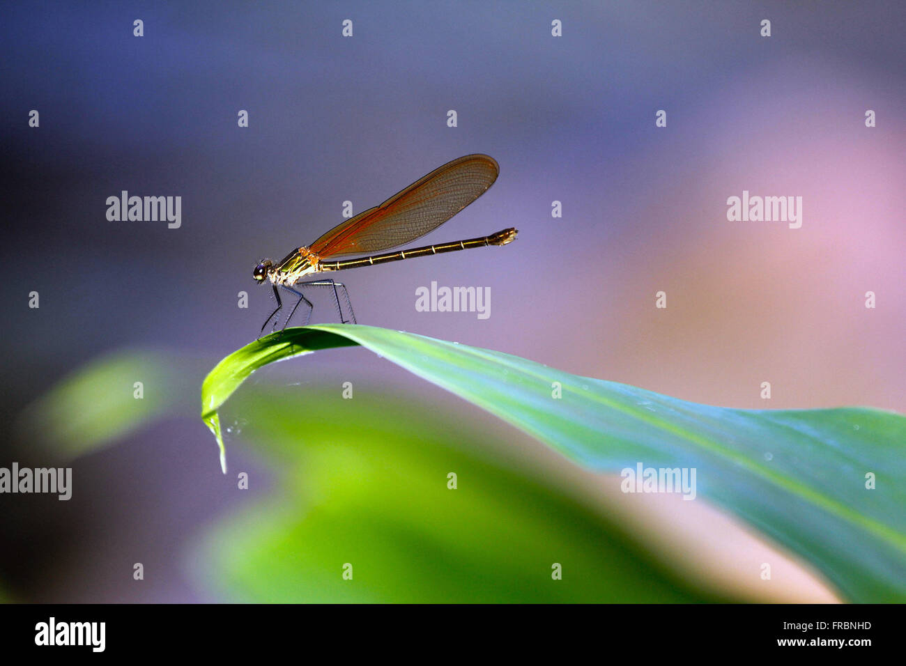 Dragonfly resting on leaf ginger Stock Photo - Alamy