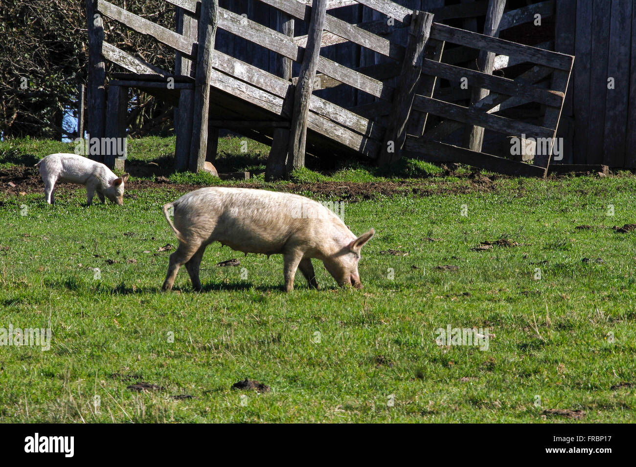 Creation of pigs in the countryside Stock Photo