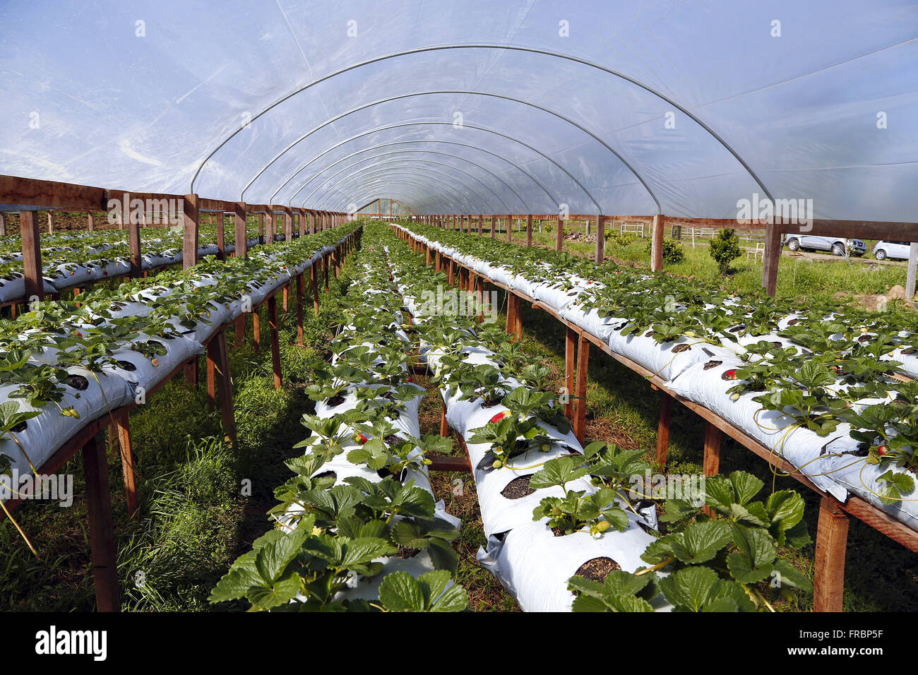 Greenhouses for growing strawberries in hydroponics system ...