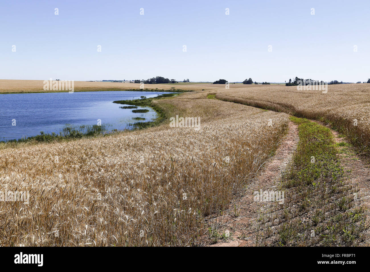 Acude used for irrigation of wheat crops within the municipality Stock Photo