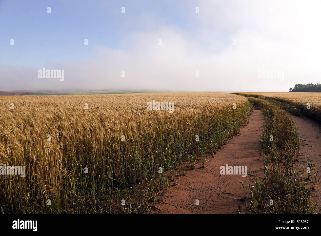 Dirt road through the wheat plantation in the countryside Stock Photo