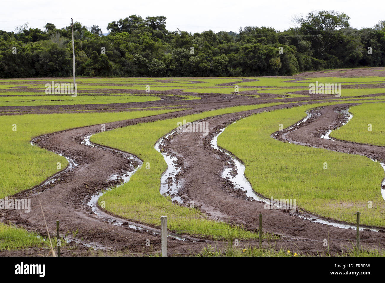 Level curves in rice plantation in the countryside Stock Photo