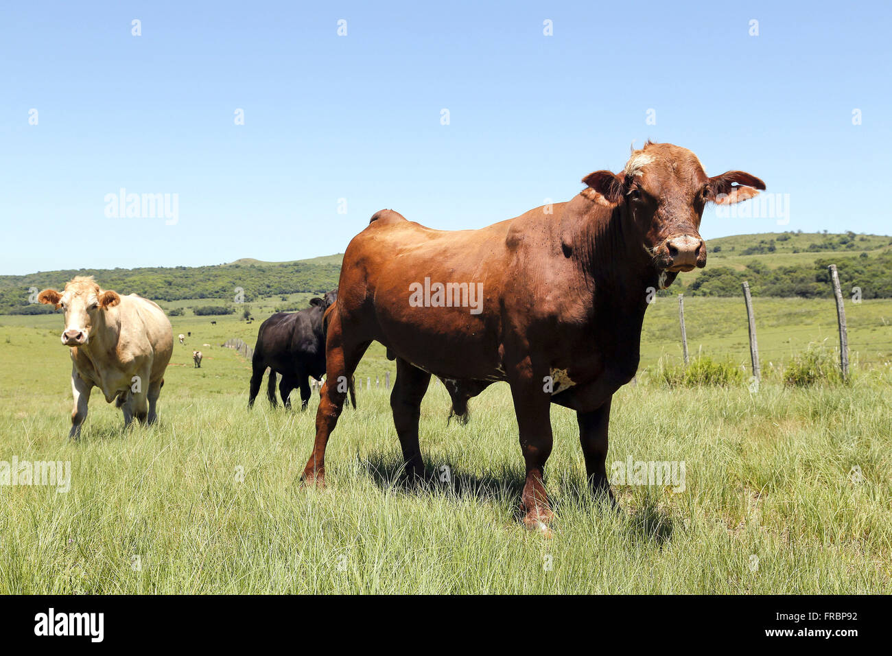 Creation of extensive cattle farm in Red Angus Stock Photo
