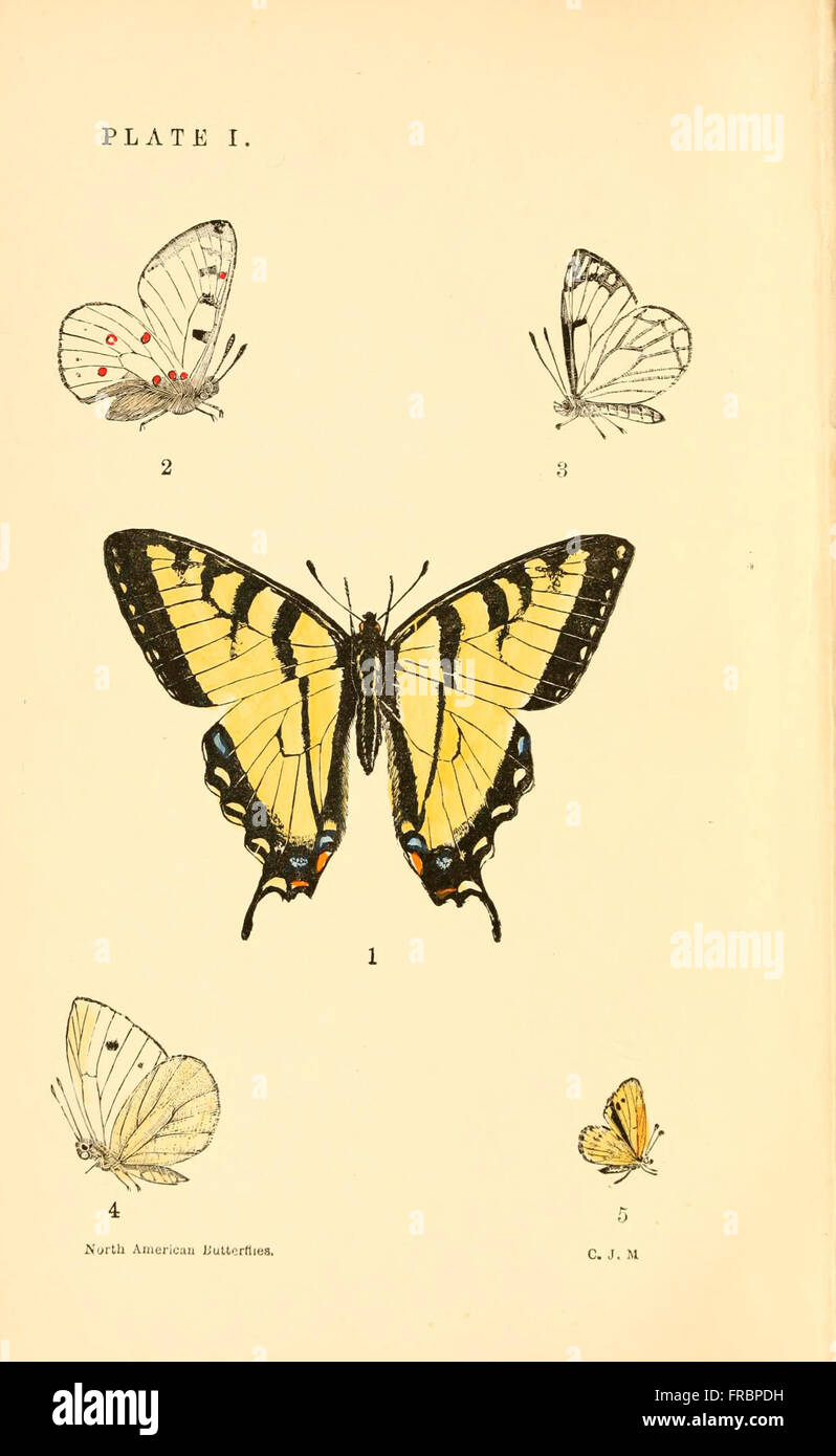 A manual of North American butterflies (Plate I) Stock Photo