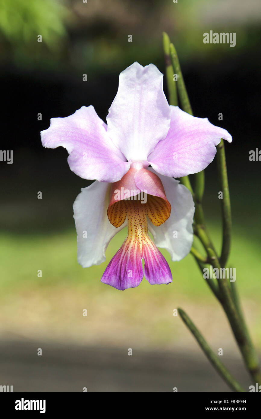 Orchid on naturalistic Park Mangal of herons Stock Photo
