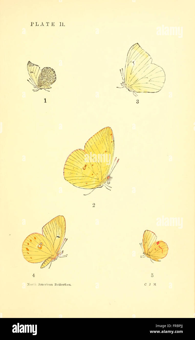 A manual of North American butterflies (Plate II) Stock Photo