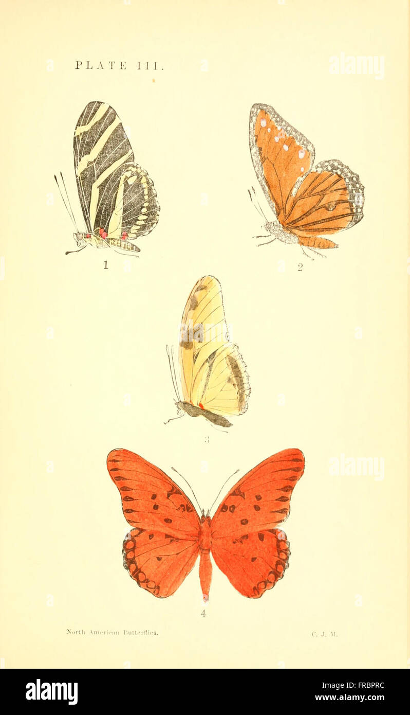 A manual of North American butterflies (Plate III) Stock Photo