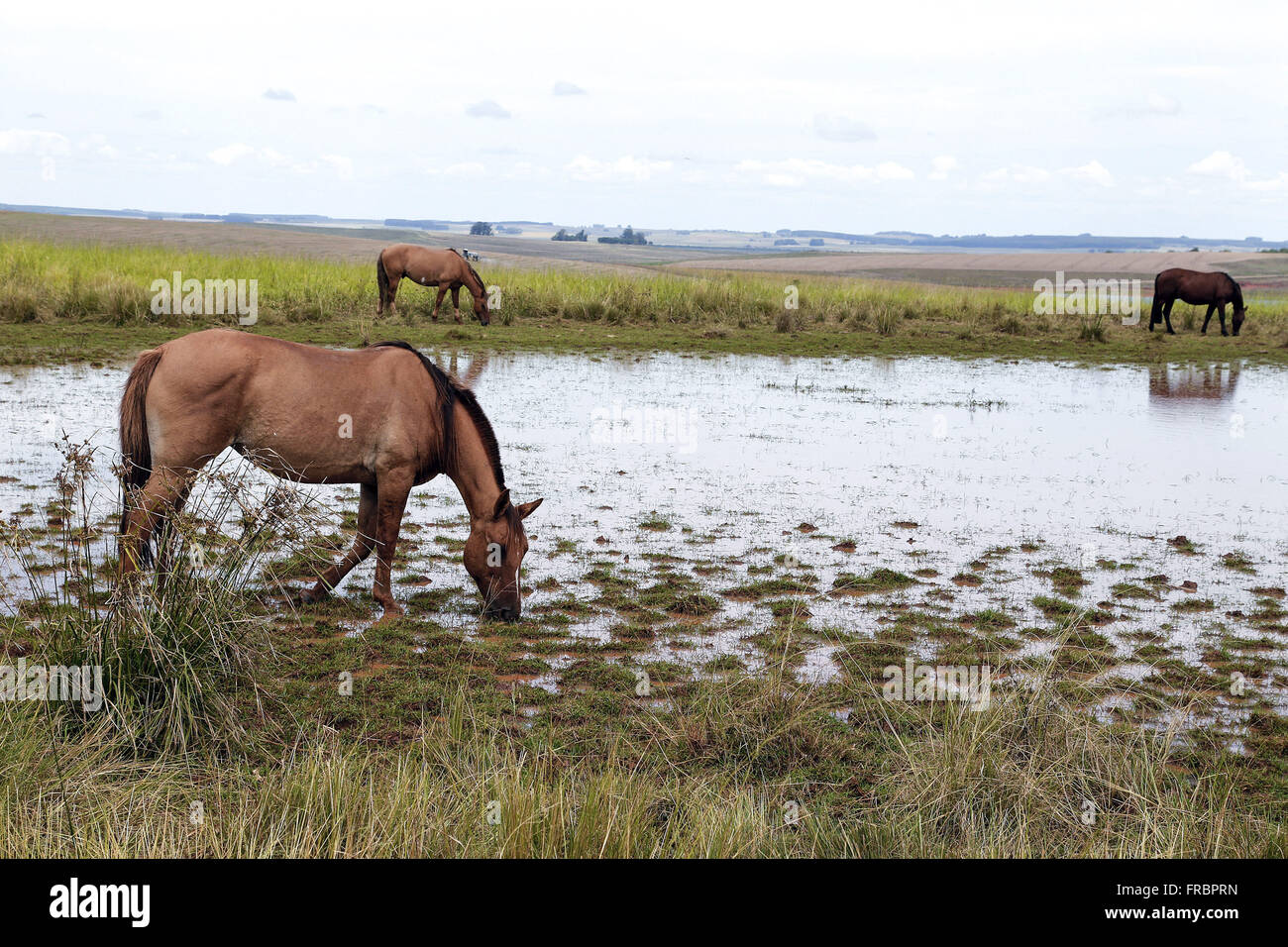 Breeding of horses grazing in flooded - agropastoral region Stock Photo