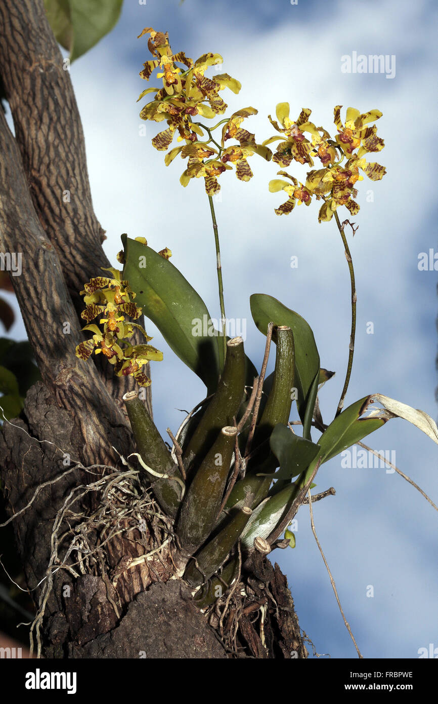 Orquídea florida nativa da mata atlântica Stock Photo - Alamy