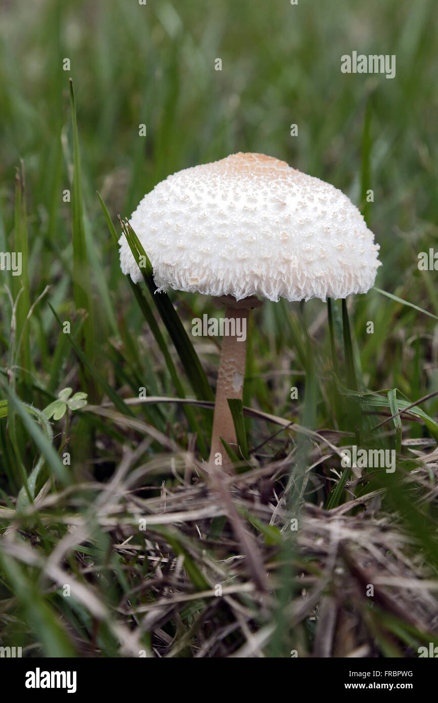 Cogumelo guarda-sol Stock Photo
