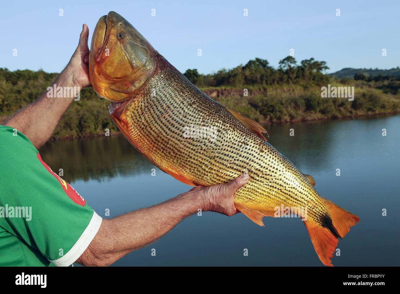 Pescador mostra peixe dourado de 12Kg pescado no Rio Uruguai Stock Photo