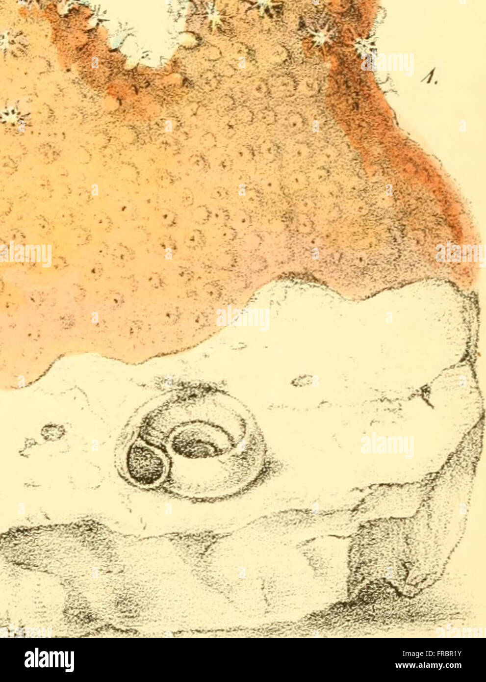 Popular history of the aquarium of marine and freshwater animals and