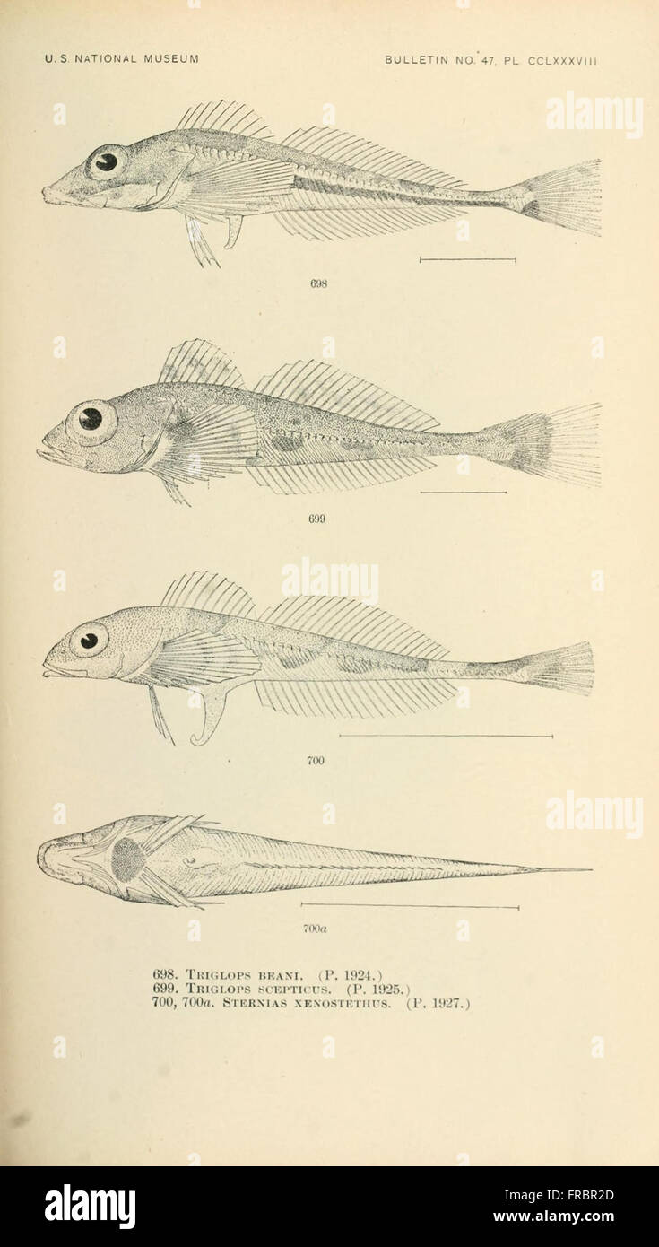 This work provides an in-depth study of fish species found in North and ...