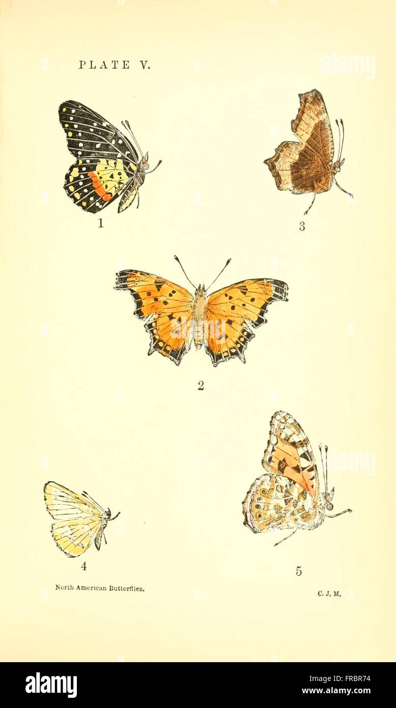 A manual of North American butterflies (Plate V) Stock Photo