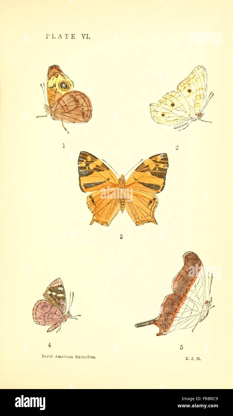 A manual of North American butterflies (Plate VI) Stock Photo