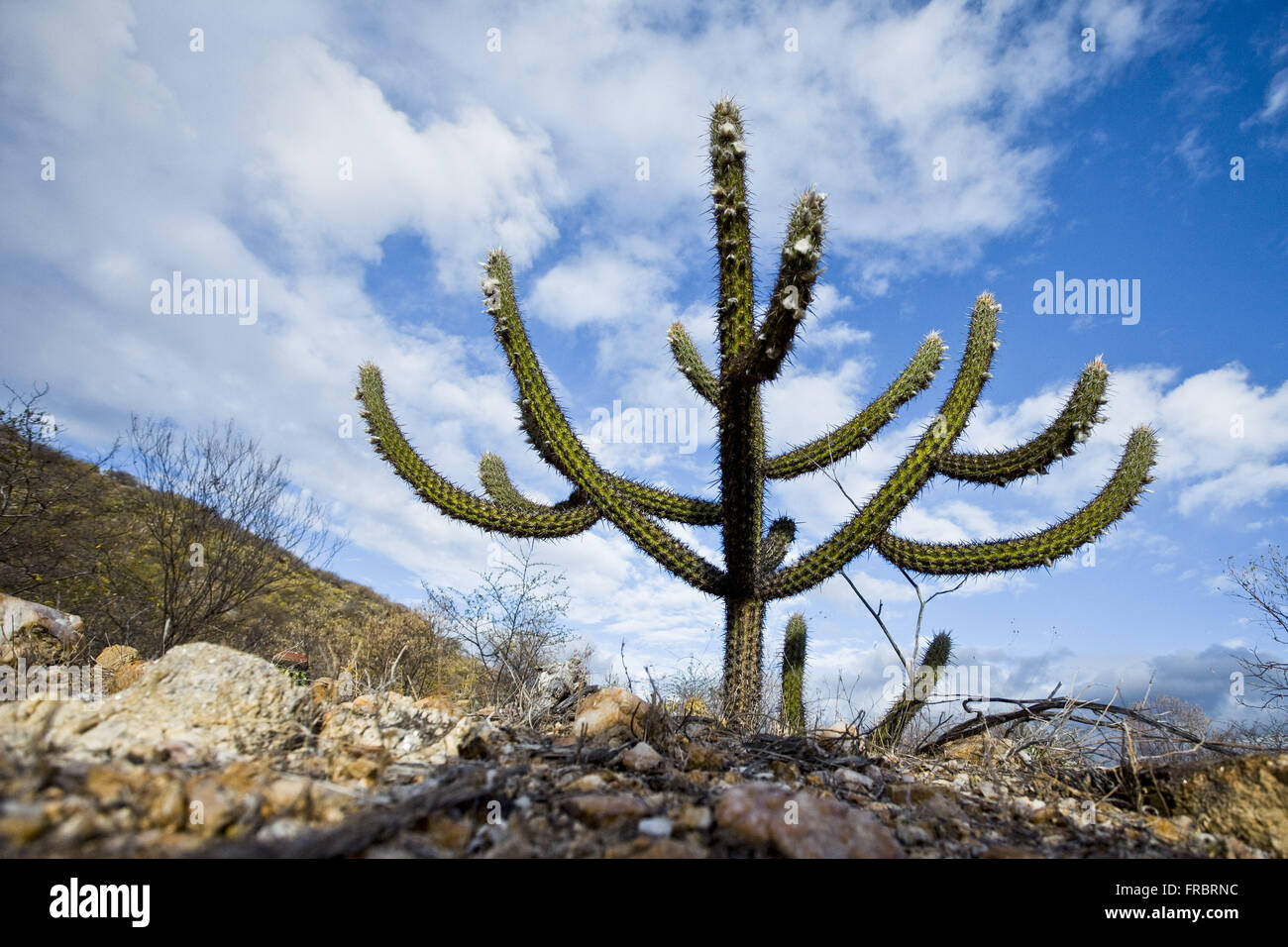 Cactus xique-xique in the bush - the region served Stock Photo