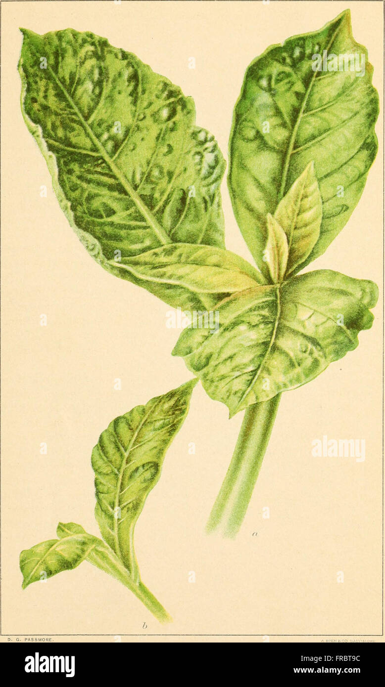 tobacco plant yield How To Grow Tobacco: Farming Process From Seed To Harvest