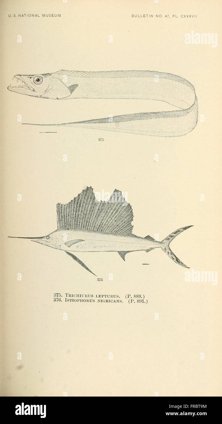 This plate showcases various fish species from North and Middle America ...