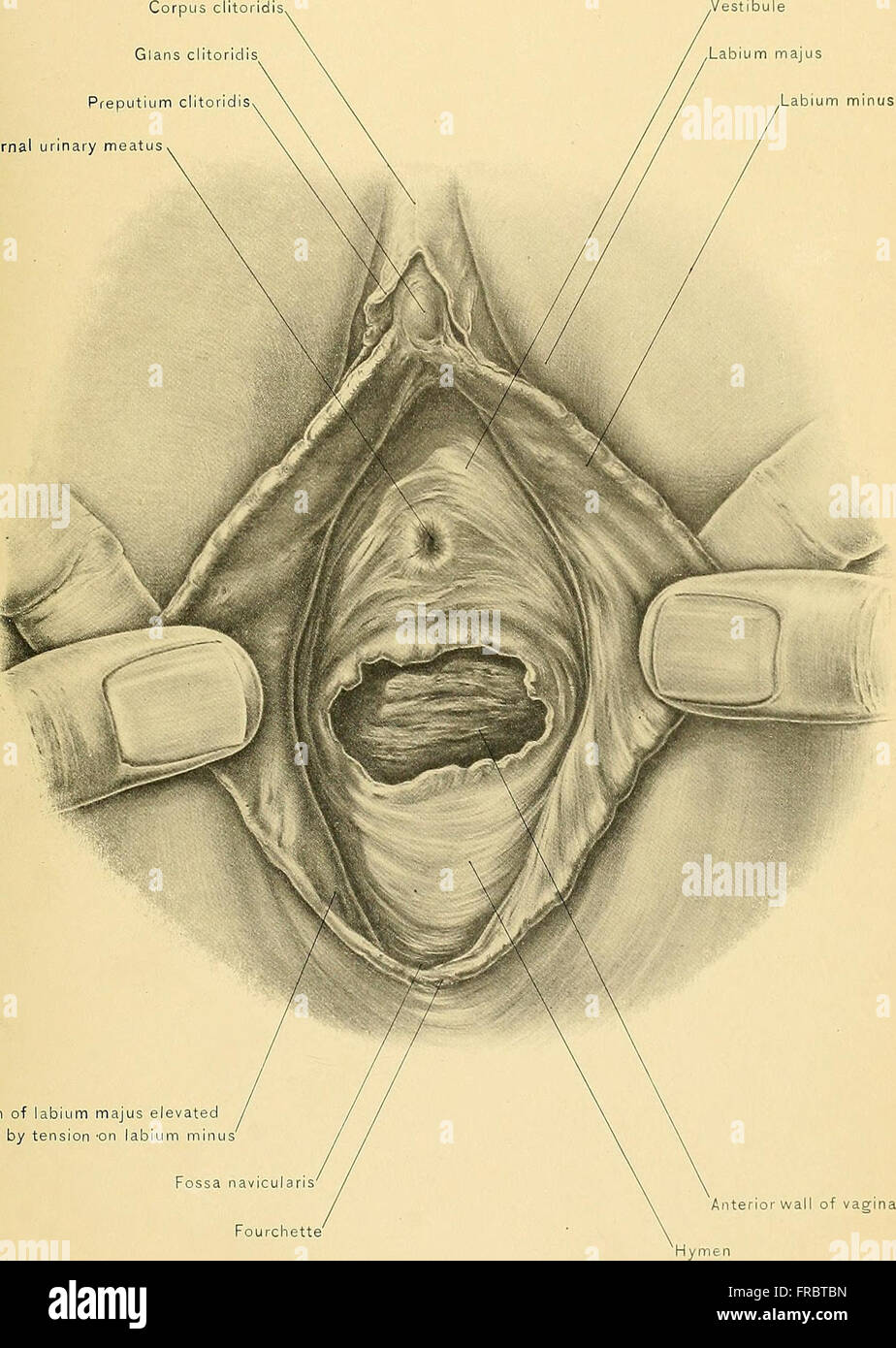 Surgical anatomy - a treatise on human anatomy in its application to ...