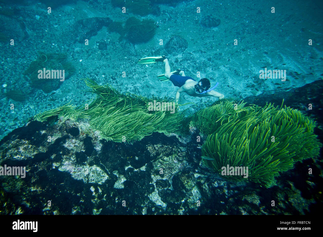 Researcher dipping near the railway in Brazilian Scientific Belmonte Island Stock Photo