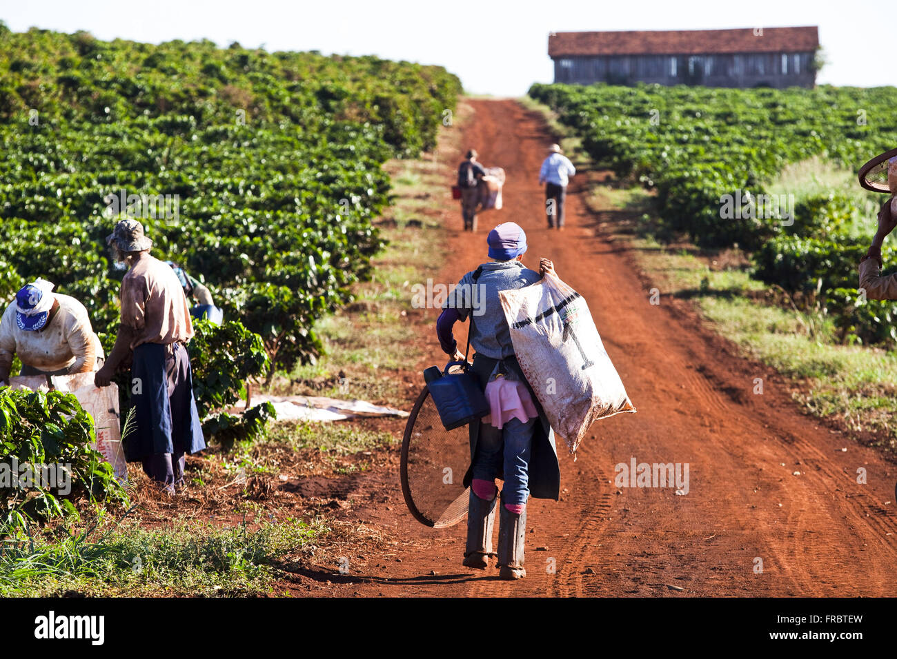COFFEE CULTIVATION IN GUATEMALA LABORERS PICKING HARVESTING COFFEE PLANTATION