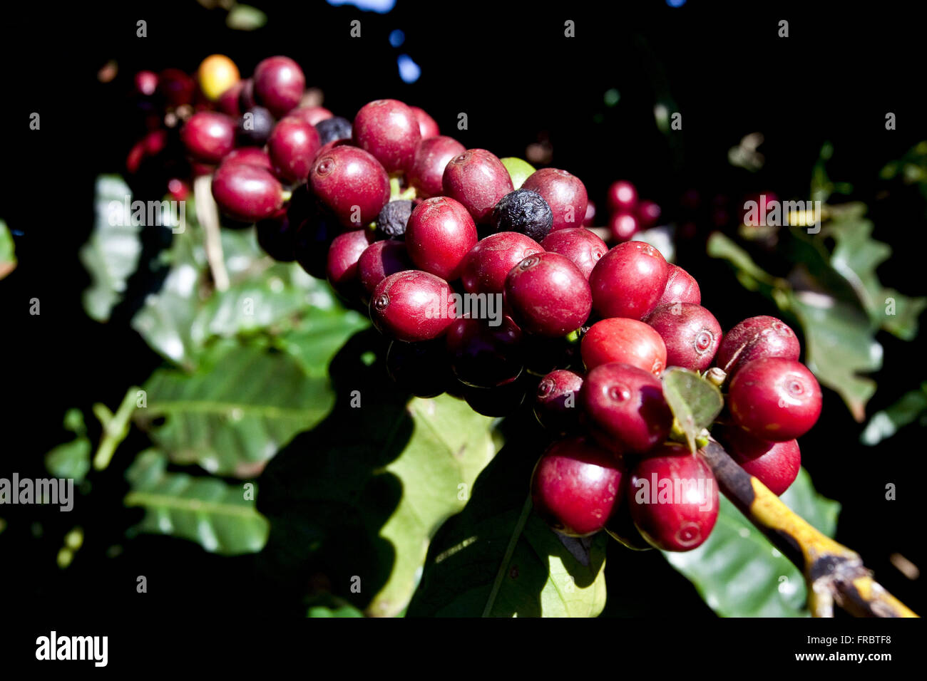 Detail of branches cafe Stock Photo