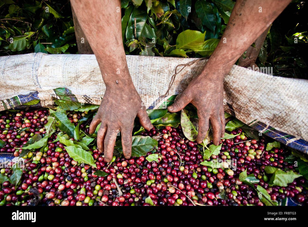 Coffee Harvest Brazil High Resolution Stock Photography and Images Alamy