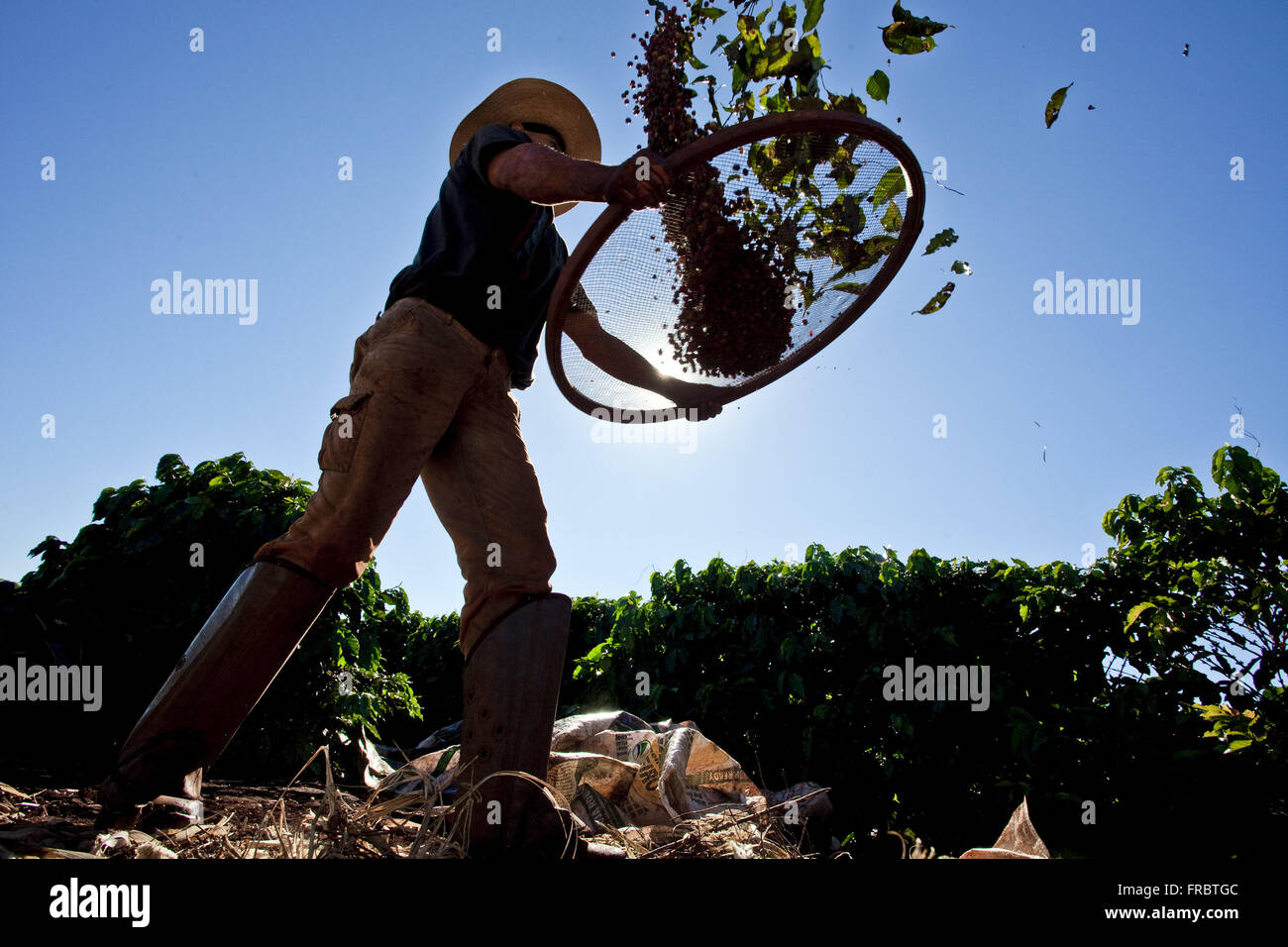Rural workers in the coffee plantation - phase abanacao Stock Photo