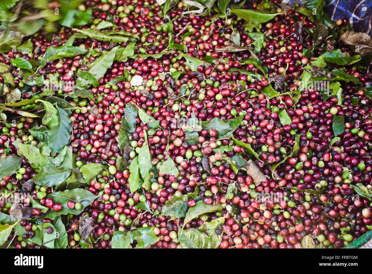 Detail of coffee beans harvested Stock Photo Alamy