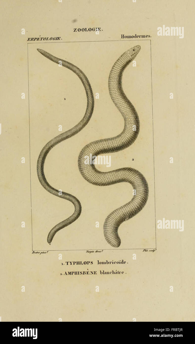 Dictionnaire des sciences naturelles (Erpetologie, Pl. 11) Stock Photo