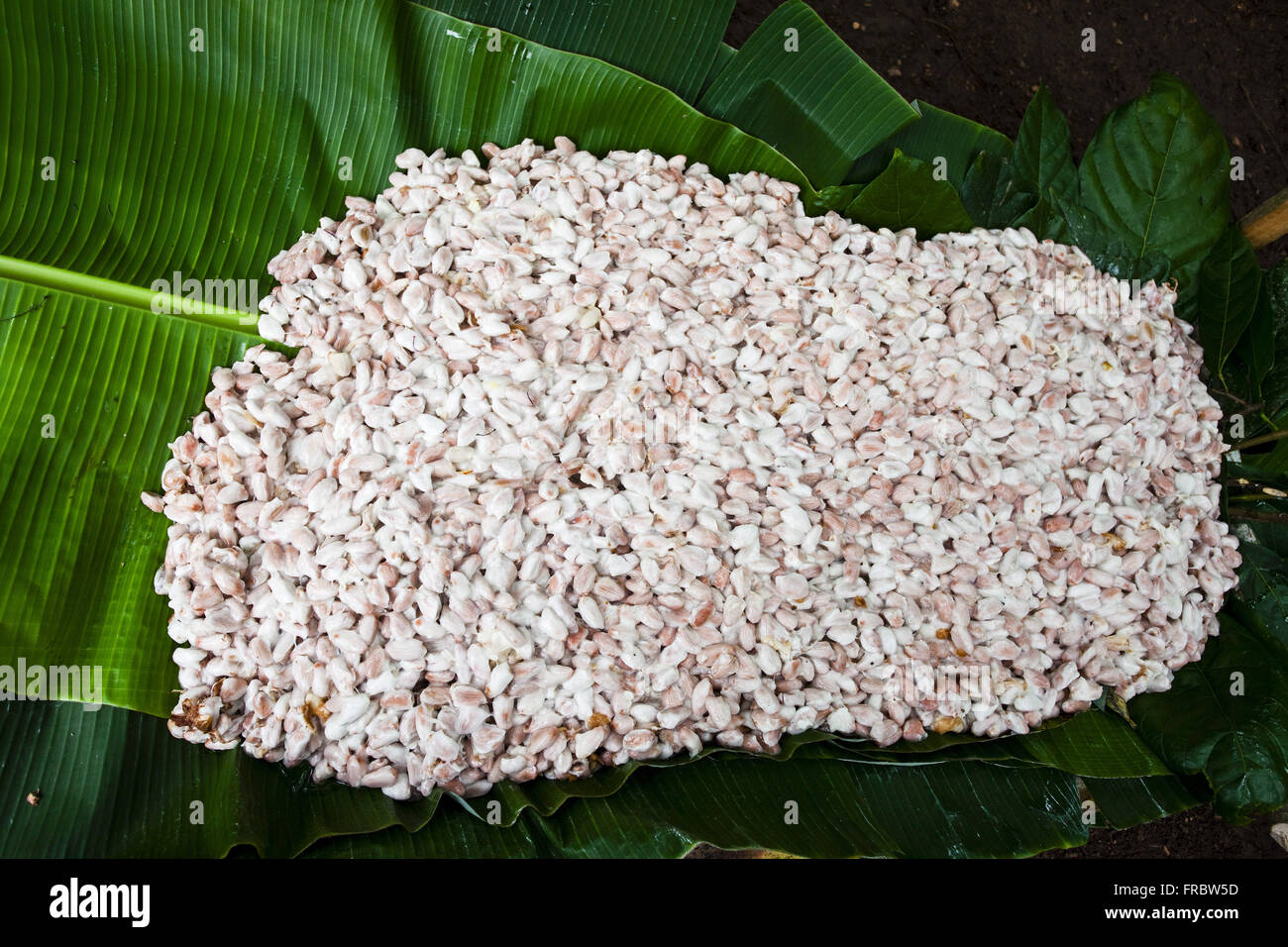 Detail of fruit pulp of cocoa banana leaf Stock Photo