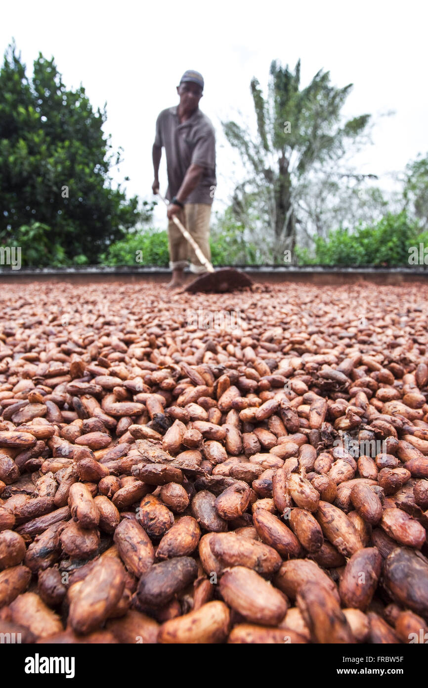 Treading cocoa pulp during the process of drying and fermentation Worker Stock Photo