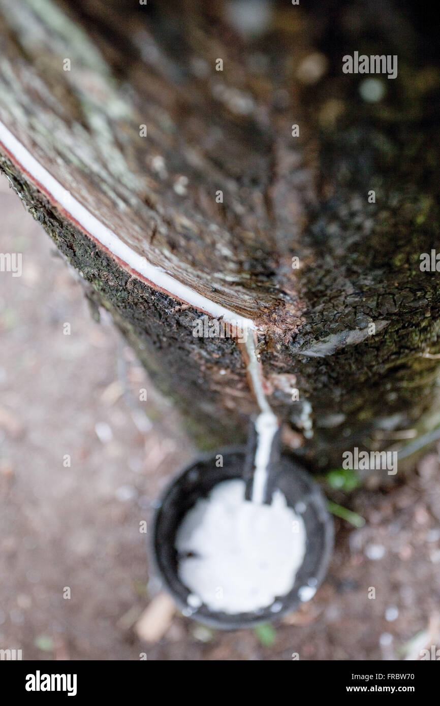 Detail of latex sap falling container Stock Photo