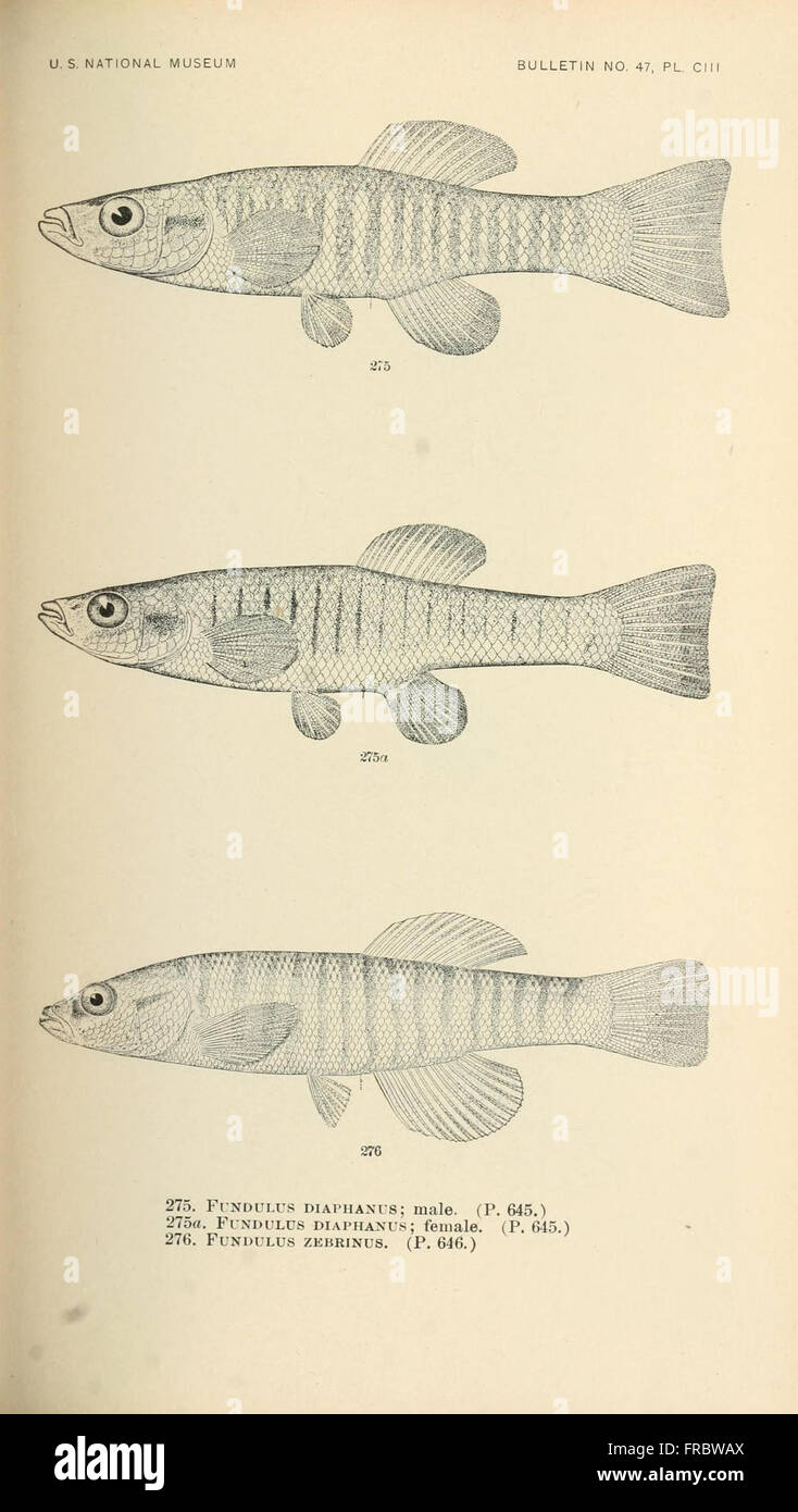 This work provides detailed descriptions and illustrations of fish ...